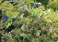 monk parakeets feeding on evergreens
